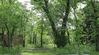 Wooded scattering meadow at Reflection Pointe